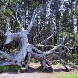 Shore Acres State Park - Coos Bay