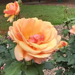 Avery Park and Natural Area - Corvallis