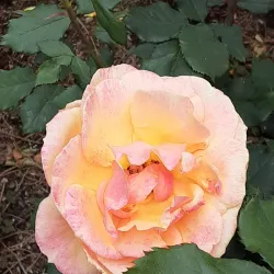 Avery Park and Natural Area - Corvallis