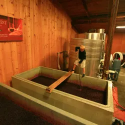 Cardinal Crest Vineyard - Corvallis