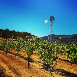 Cardinal Crest Vineyard - Corvallis