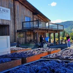 Cardinal Crest Vineyard - Corvallis