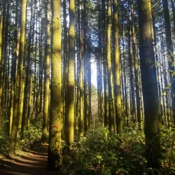 Peavy Arboretum - Corvallis