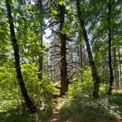 Peavy Arboretum - Corvallis