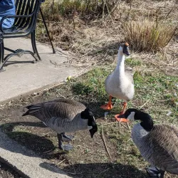 Alton Baker Park - Creswell
