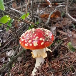 Fern Ridge Reservoir - Creswell