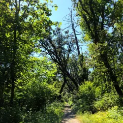 Mount Pisgah Arboretum - Creswell