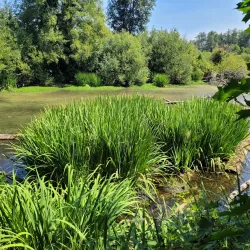 Row River Trail - Creswell