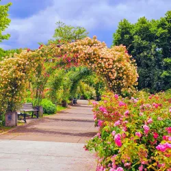 Owen Rose Garden - Eugene