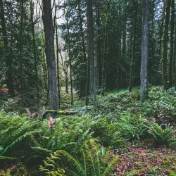 Gresham Butte Saddle Trail - Gresham