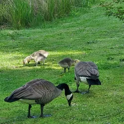 Kelly Creek Park - Gresham