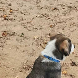 Happy Valley Dog Park - Happy Valley