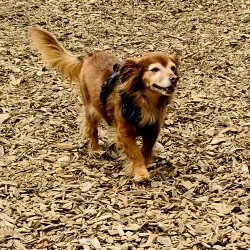 Happy Valley Dog Park - Happy Valley