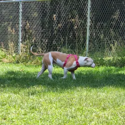 Happy Valley Dog Park - Happy Valley