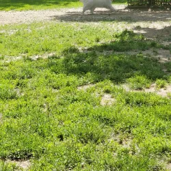 Happy Valley Dog Park - Happy Valley