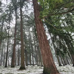 Mount Scott Park - Happy Valley