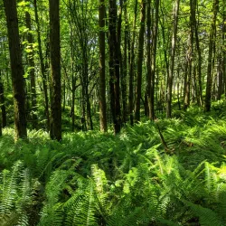 Mount Talbert Nature Park - Happy Valley