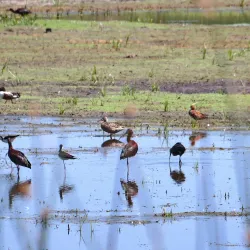 Klamath Basin National Wildlife Refuge Complex - Klamath Falls