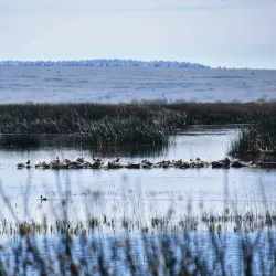 Klamath Basin National Wildlife Refuge Complex - Klamath Falls