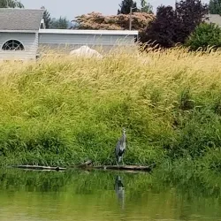 Lakeshore Park - Lake Oswego