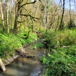 Tryon Creek State Natural Area - Lake Oswego