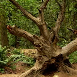 Tryon Creek State Natural Area - Lake Oswego