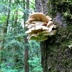 Tryon Creek State Natural Area - Lake Oswego