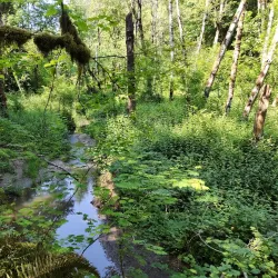Tryon Creek State Natural Area - Lake Oswego