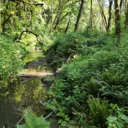 Tryon Creek State Natural Area - Lake Oswego