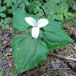Tryon Creek State Natural Area - Lake Oswego