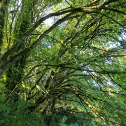 Joe Dancer Park - McMinnville