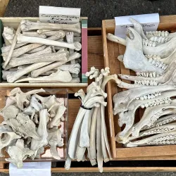 McMinnville Farmers Market - McMinnville