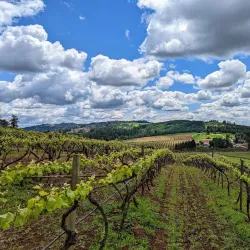 Willamette Valley Vineyards - McMinnville