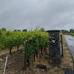 Wine Tasting in Willamette Valley - McMinnville