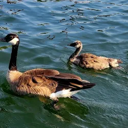 Milwaukie Bay Park - Milwaukie