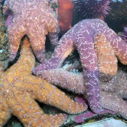 Hatfield Marine Science Center - Newport