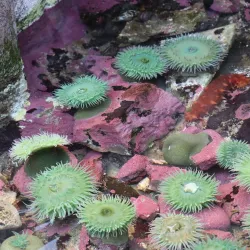 Hatfield Marine Science Center - Newport