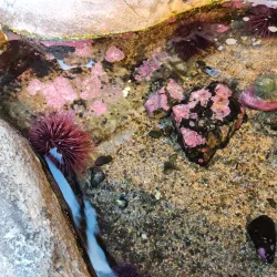 Hatfield Marine Science Center - Newport