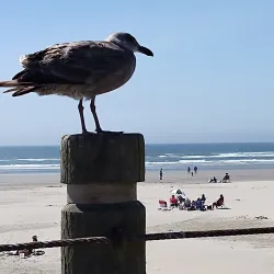 Newport Municipal Beach - Newport