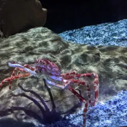 Oregon Coast Aquarium - Newport