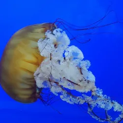 Oregon Coast Aquarium - Newport