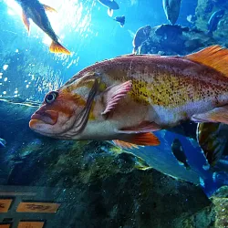 Oregon Coast Aquarium - Newport