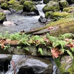 Forest Park - Portland