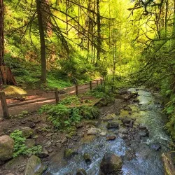 Forest Park - Portland