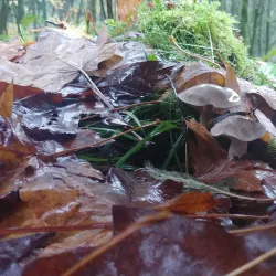 Forest Park - Portland