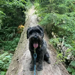 Forest Park - Portland