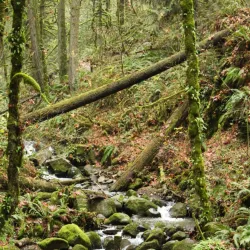 Forest Park - Portland