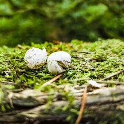 Forest Park - Portland