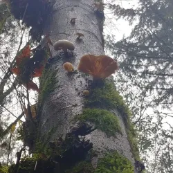 Forest Park - Portland