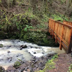 Forest Park - Portland